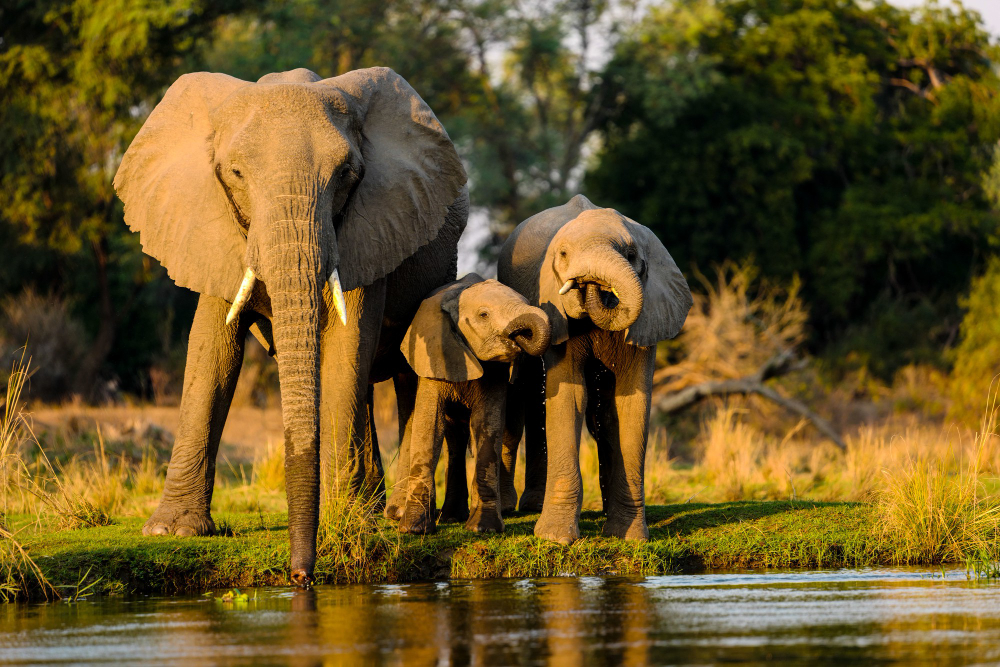 wildlife-safaris-in-india-spotting-tigers-and-elephants-expertateverything.in1