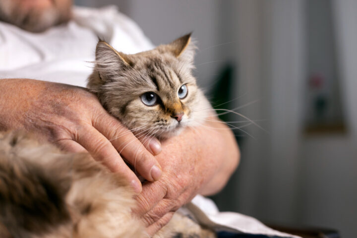 Detecting Vitamin Deficiencies in Cats: Multivitamins for Cats - Vitamin Deficiencies In Anemic Cats