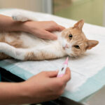 tips-keep-cats-coat-skin-prime-condition-expertateverything