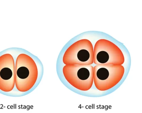 drug-free-IVF-expertateverything