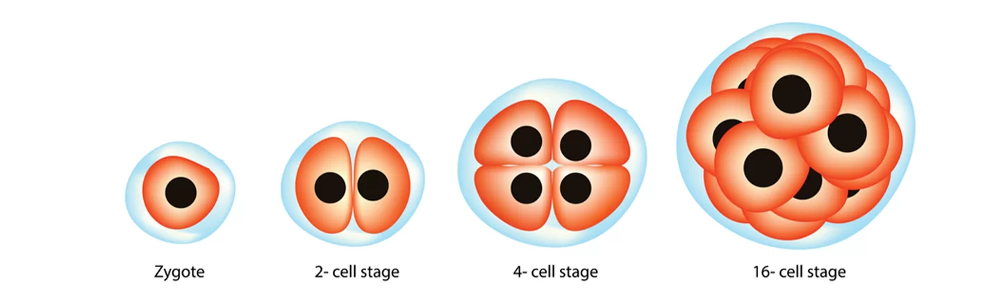 drug-free-IVF-expertateverything